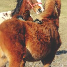 Anden særlig race Leth-Nissen´s SaMo a Coco