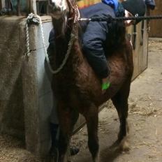 Anden særlig race Leth-Nissen´s SaMo a Coco