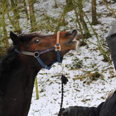 Welsh Cob (sec D) Groves G.I. Jane *Misser*