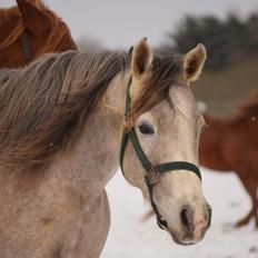 Arabisk fuldblod (OX) Ki Kamara
