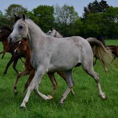 Arabisk fuldblod (OX) Ki Kamara