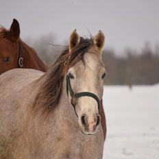 Arabisk fuldblod (OX) Ki Kamara