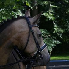 Anden særlig race Roosgårdens Cherie