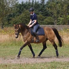 Anden særlig race Roosgårdens Cherie