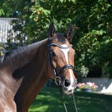 Dansk Varmblod Vemmetofte cosima