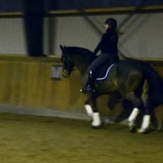 Dansk Varmblod Vemmetofte cosima