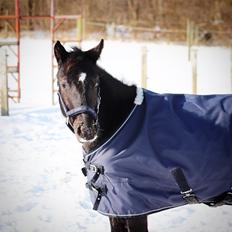 Anden særlig race Sisse knabstrupper-blanding
