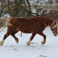 Welsh Cob (sec D) Lillelund's miss harmonie