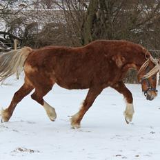 Welsh Cob (sec D) Lillelund's miss harmonie