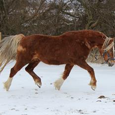 Welsh Cob (sec D) Lillelund's miss harmonie