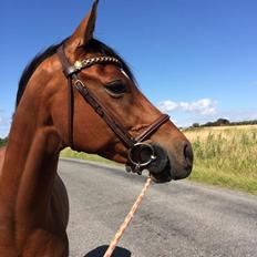 DSP Vigogaard's avatar