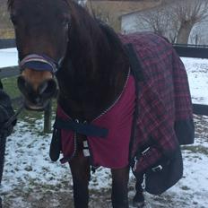 Anden særlig race Nova