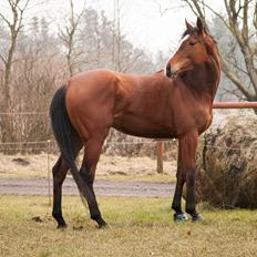 Fuldblod (XX) Amazing Power