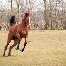 Fuldblod (XX) Amazing Power