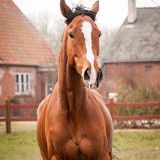 Fuldblod (XX) Amazing Power