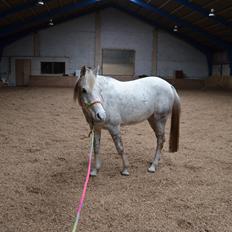 Arabisk fuldblod (OX) Andar el Karmdal 