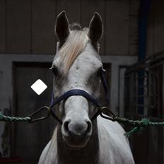 Arabisk fuldblod (OX) Andar el Karmdal 