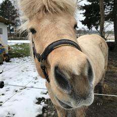 Islænder Jònina fra Isafold 