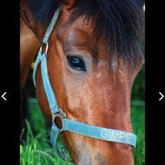 Anden særlig race Lynegaardens Gimpe