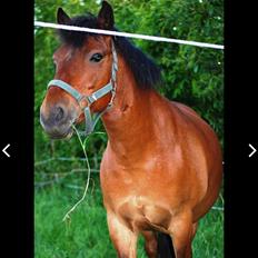 Anden særlig race Lynegaardens Gimpe