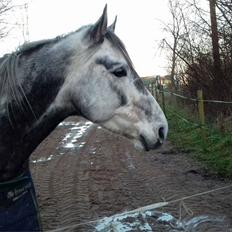 Anden særlig race Dumbledore