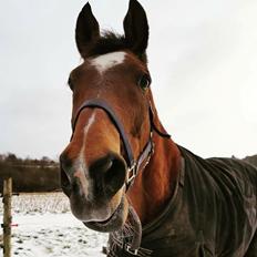 Dansk Varmblod Boston's aspirant (Bosse)