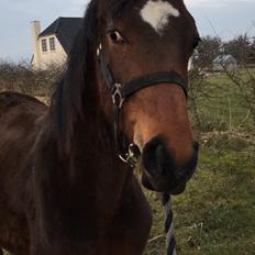 Dansk Varmblod Gammelby's Amadeus