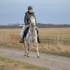 Arabisk fuldblod (OX) Andar el Karmdal 