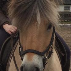 Fjordhest Faust Fyrsø