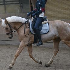 Welsh Partbred (Sec F) Aastrupsgaards Lukas