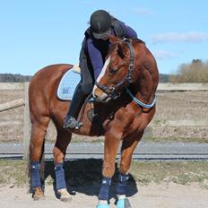 Dansk Varmblod Mirac Bomø