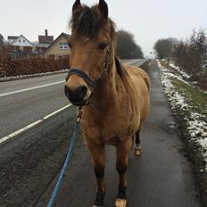 Anden særlig race Samson