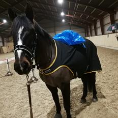 Oldenborg Atlas (Himmelhest)