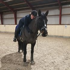 Oldenborg Atlas (Himmelhest)