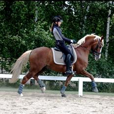 Tysk Sportspony Top Tilas