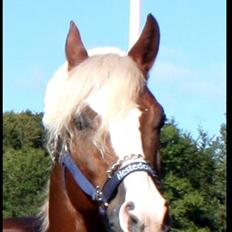 Tysk Sportspony Top Tilas