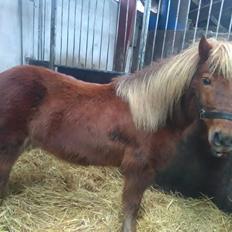 Anden særlig race Hjalte 