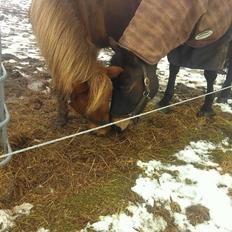 Anden særlig race Hjalte 