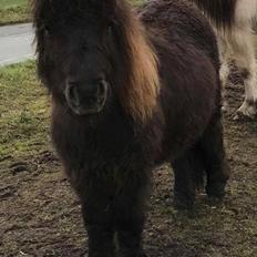 Shetlænder Annagaard Unesco