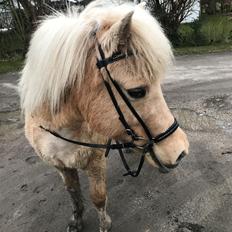 Islænder Jònina fra Isafold 