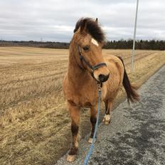 Anden særlig race Samson