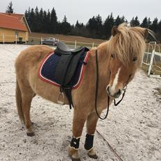 Islænder Sia fra Rivendale