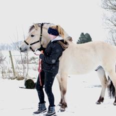 Fjordhest Lamhaves Casjo Sejr