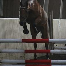 Dansk Varmblod Luscinia