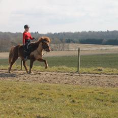 Islænder Eldingur fra Rønnow