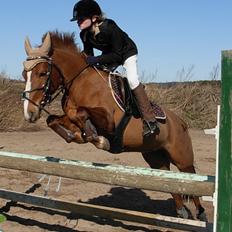 DSP Hvidelandsgårds Je'taime | solgt :(