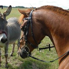 DSP Hvidelandsgårds Je'taime | solgt :(