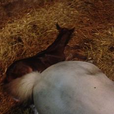 Welsh Partbred (Sec F) Vanmann's Cupcake