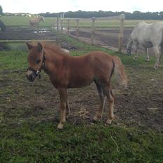 Welsh Partbred (Sec F) Vanmann's Cupcake