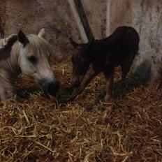 Welsh Partbred (Sec F) Vanmann's Cupcake